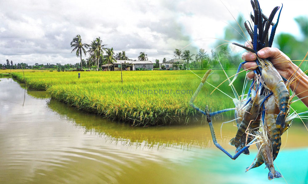 Khám Phá Gạo ST25 Lúa Tôm - Đặc Sản Sóc Trăng Ngon Nhất Thế Giới