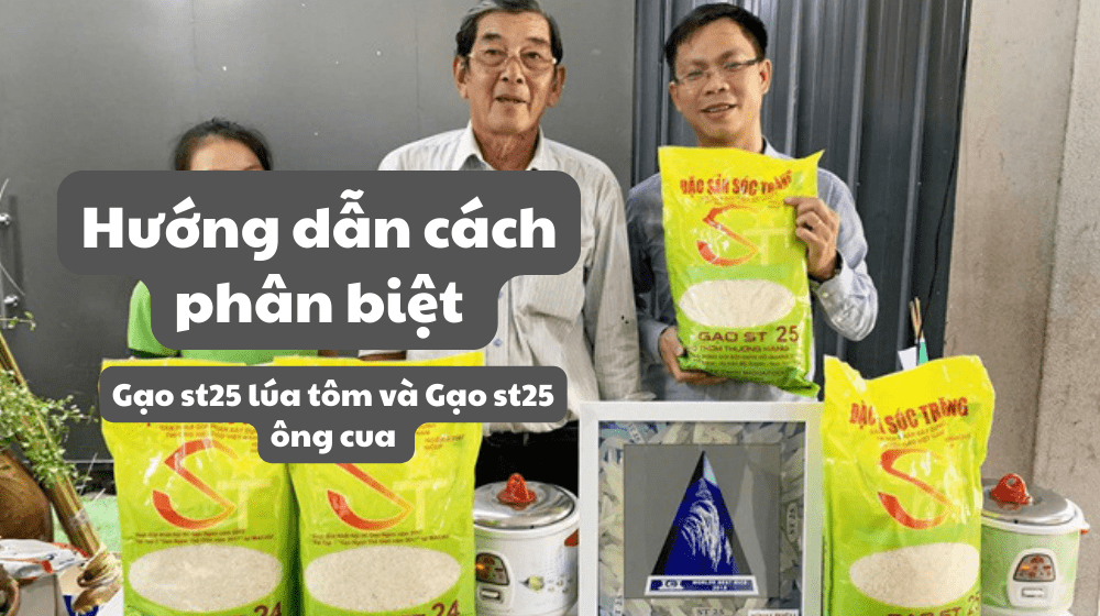 Cách phân biệt gạo ST25 lúa tôm thật và giả