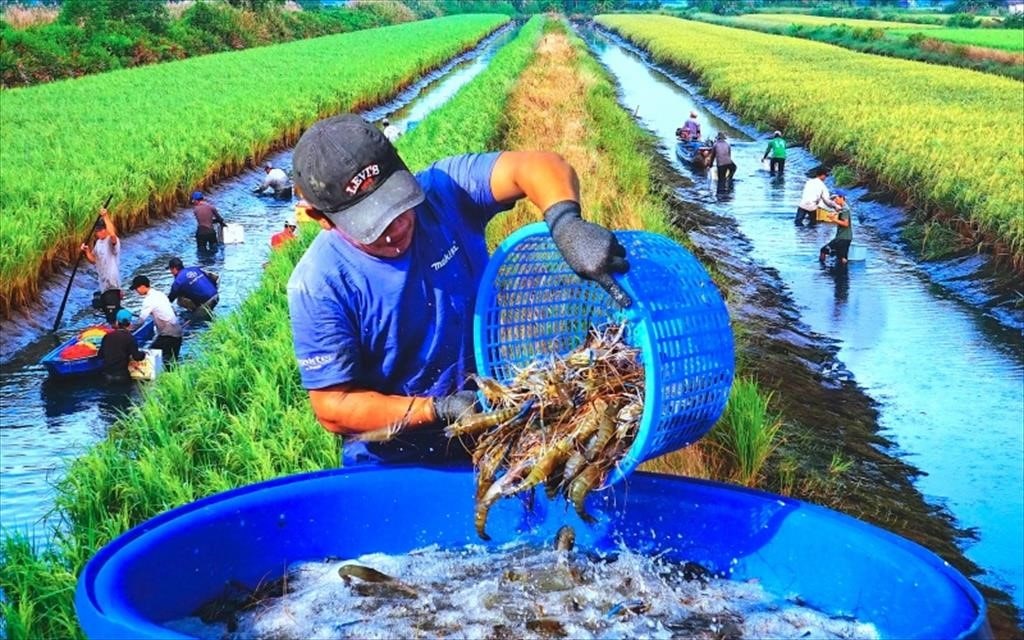 Giá trị của gạo ST25 lúa tôm và khuyến nghị cho người tiêu dùng