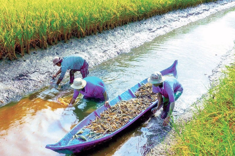 Nguồn gốc và mô hình canh tác lúa – tôm ở Sóc Trăng