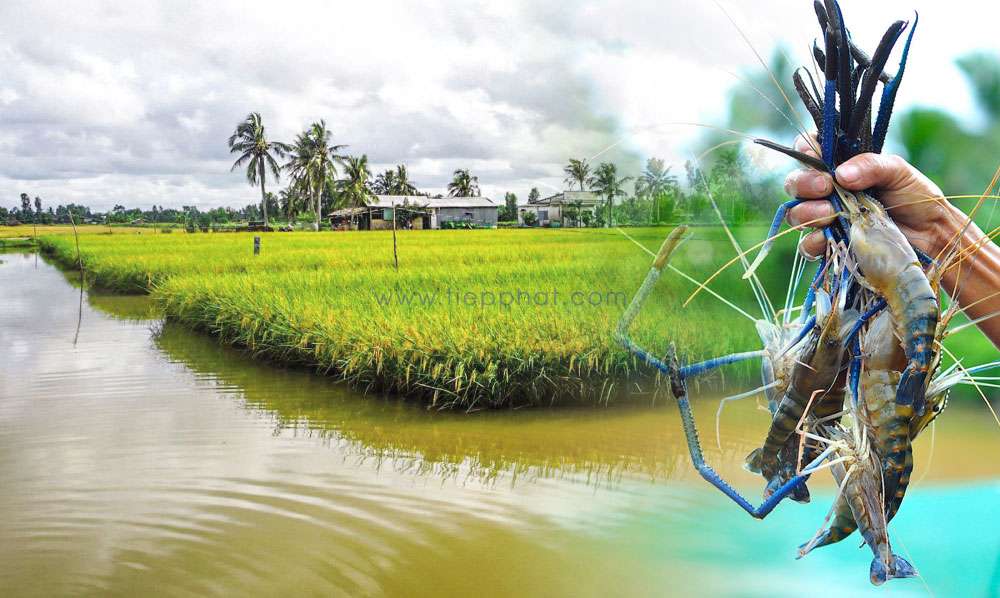 Khám Phá Gạo ST25 Lúa Tôm - Đặc Sản Sóc Trăng Ngon Nhất Thế Giới